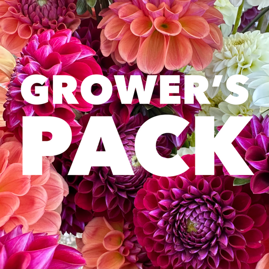 Dahlia Grower's Pack