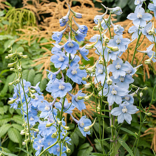 Delphinium