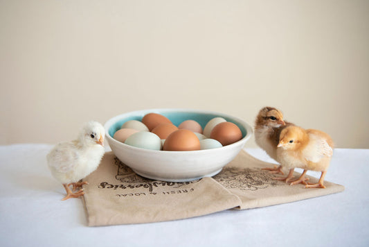 Chicken Hatching Eggs