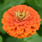 Zinnia - Giant Benary