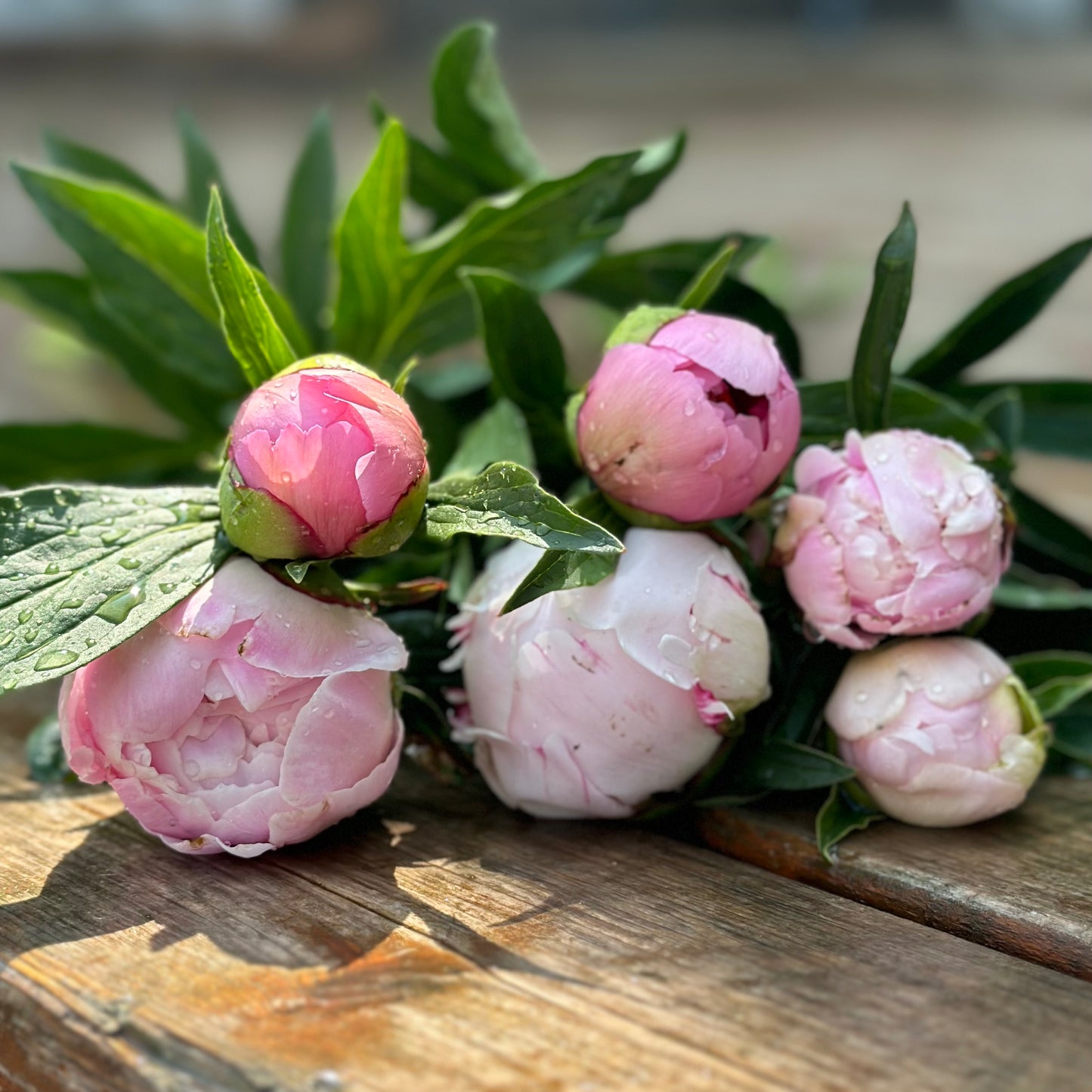 Mixed Peony Bouquet