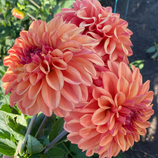 Dahlia Cutting Ferncliff Copper