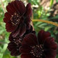 Cosmos