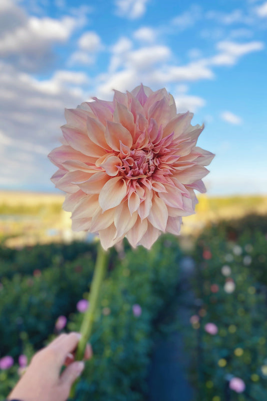 Dahlias - Dinnerplate Varieties