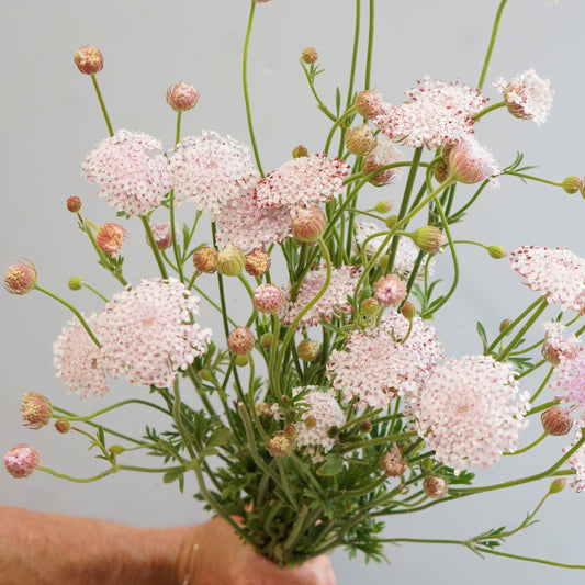 Didiscus Lace Flower