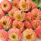 Zinnia