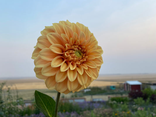 Dahlia Cutting Bracken Sarah