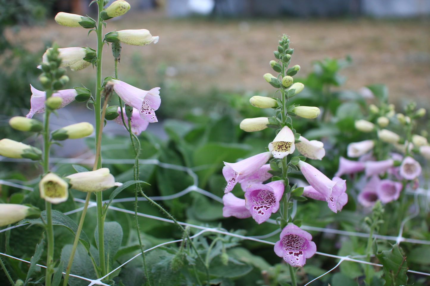 Foxglove