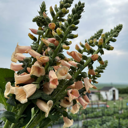 Foxglove