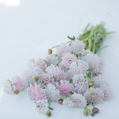 Didiscus Lace Flower