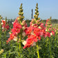 Snapdragon