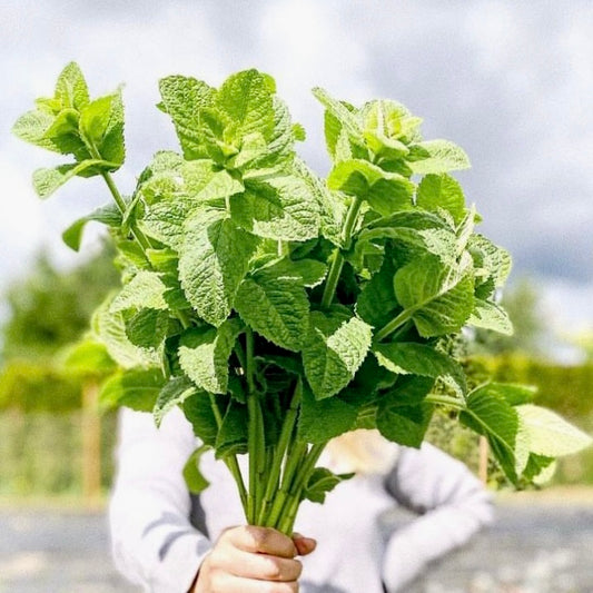Apple Mint