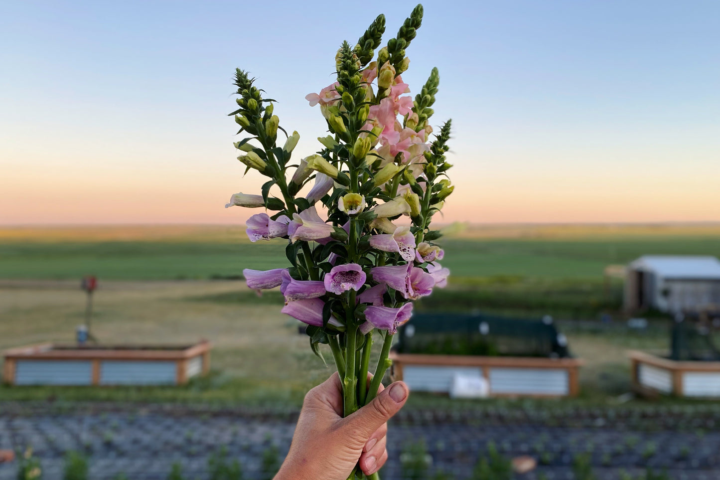 Foxglove