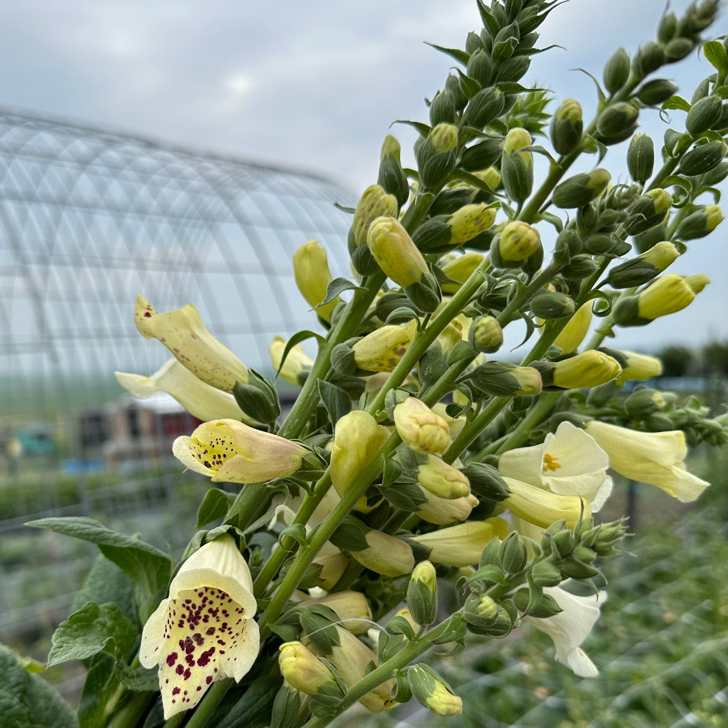 Foxglove