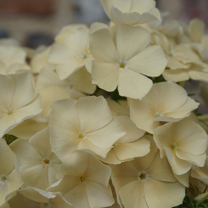 Phlox