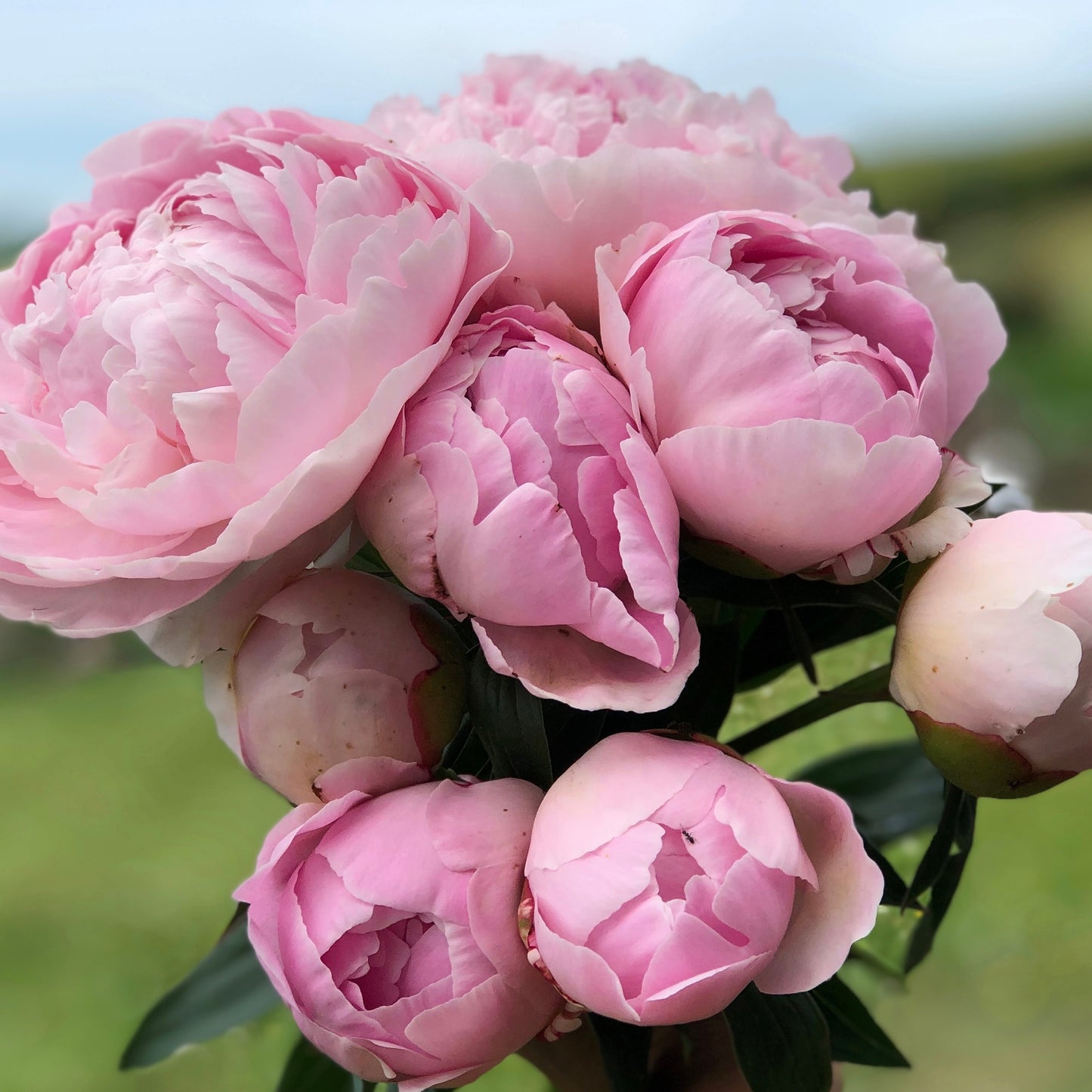 Mixed Peony Bouquet