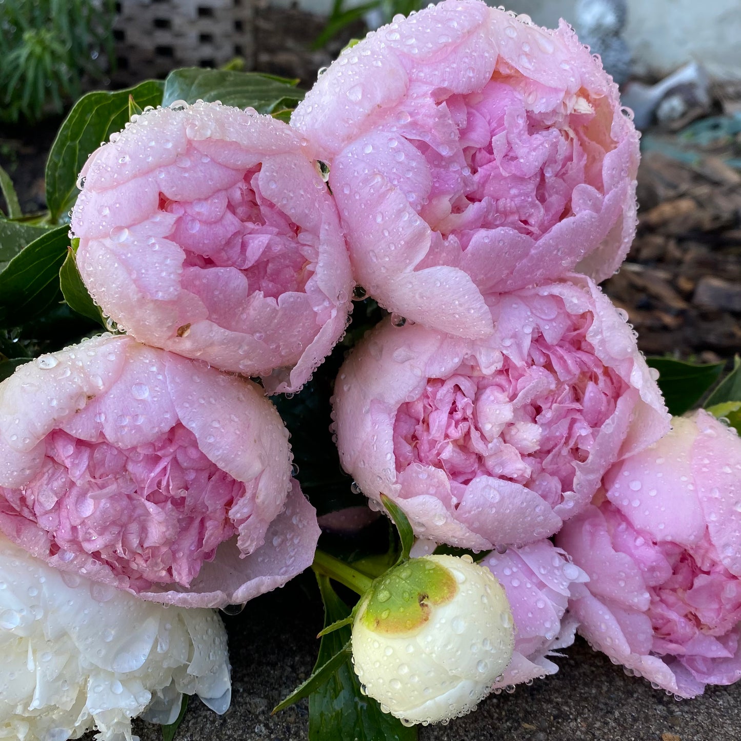 Mixed Peony Bouquet
