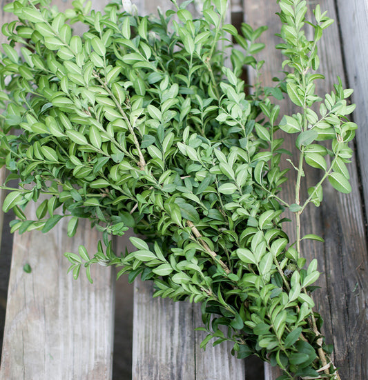 Christmas Greens Bundles