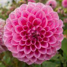 Dahlia Sweet Fabienne *NEW*