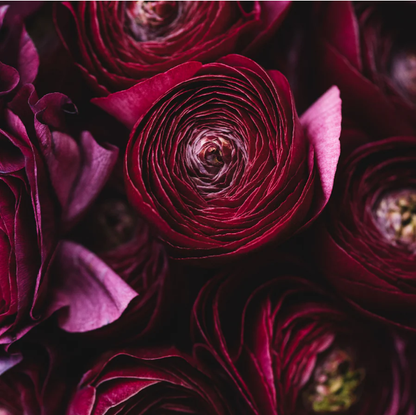 Ranunculus Black