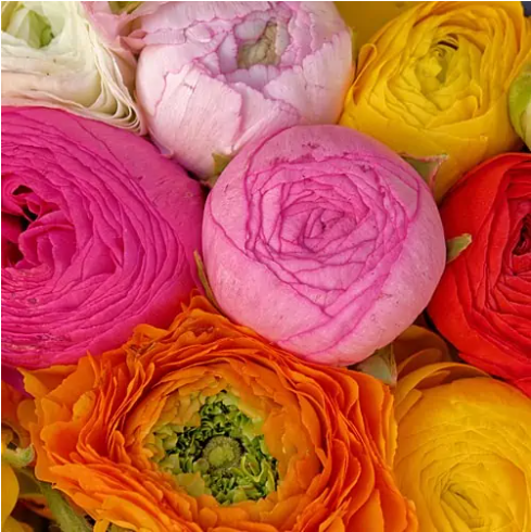 Ranunculus Amandine Mix