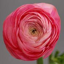 Ranunculus Barby