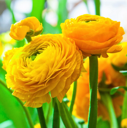 Ranunculus Yellow