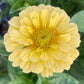Zinnia - Giant Benary