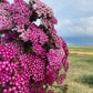 Yarrow
