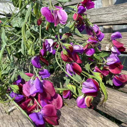 Sweet Peas