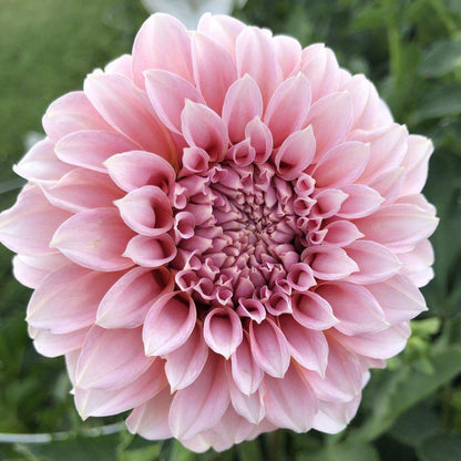 Dahlia Cutting Peaches N Cream