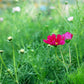 Sarah's Curated Cut Flower Seed Collection