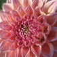 Dahlia Linda's Baby