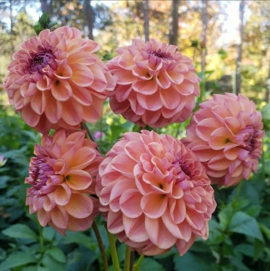 Dahlia Cutting Chewy