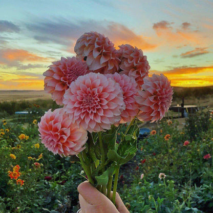 Dahlia Cutting Peaches N Cream