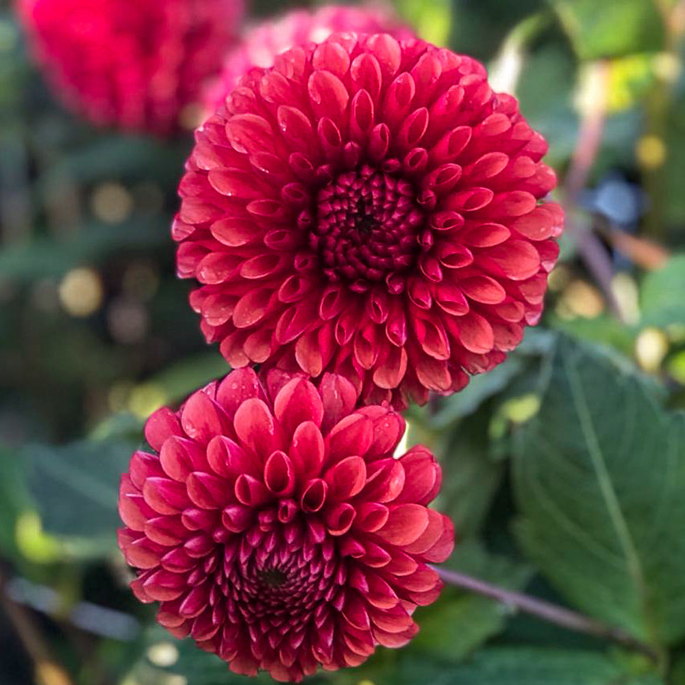 Dahlia Cutting Copper Boy