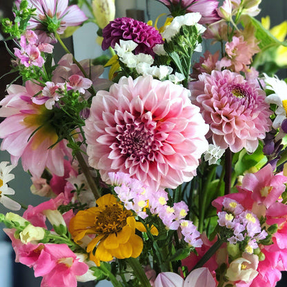 Dahlia Cutting Peaches N Cream