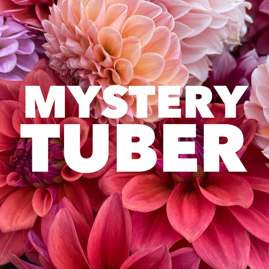 Dahlia Mystery Tuber