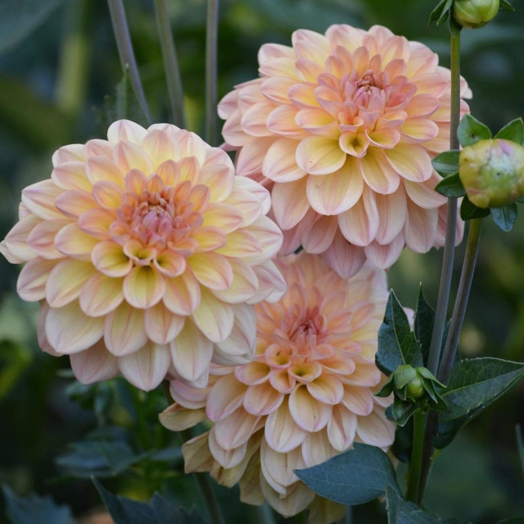 Dahlia Cutting Lark’s Ebbe