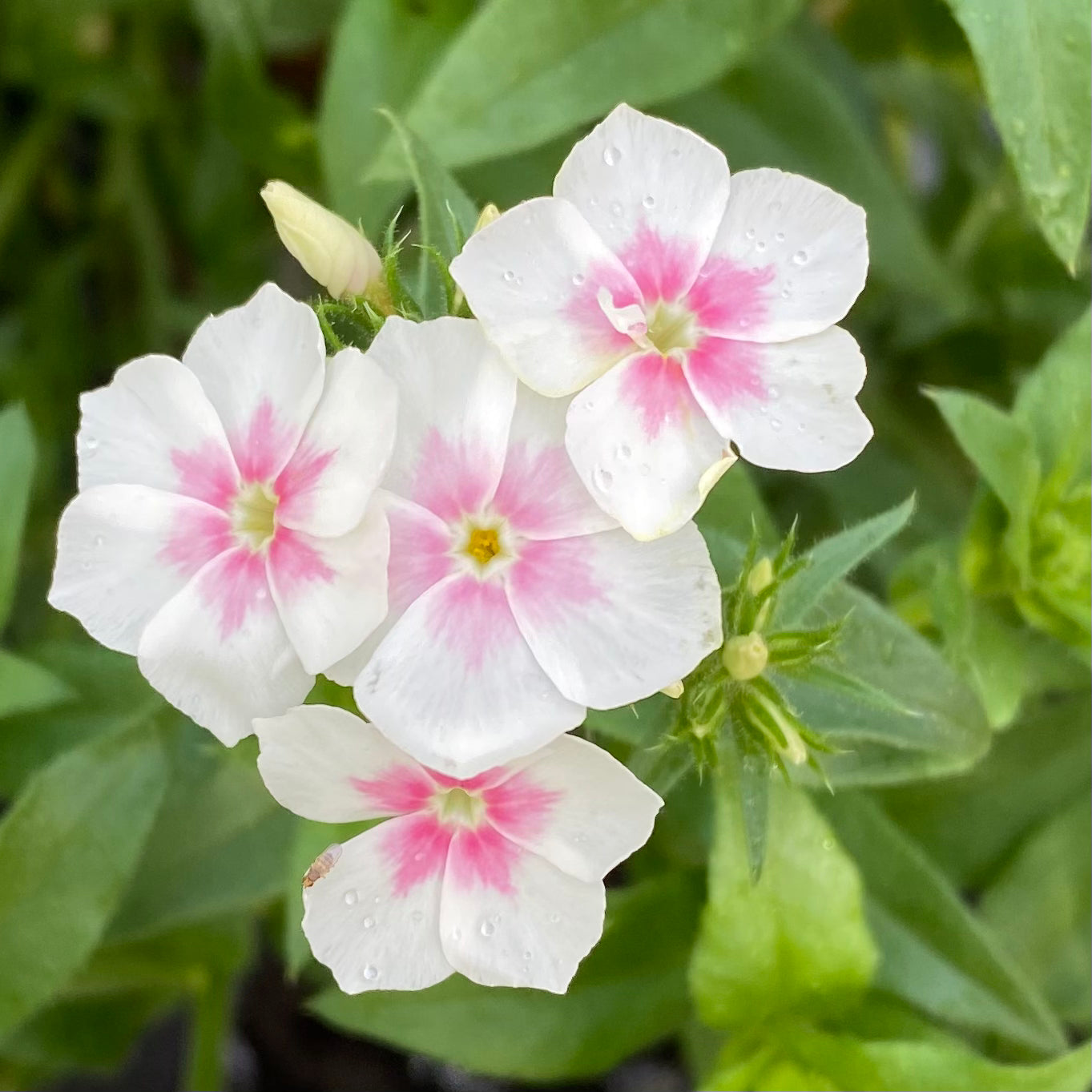 Phlox