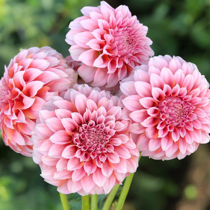 Dahlia Cutting Peaches N Cream