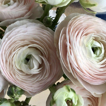 Ranunculus Chamallow