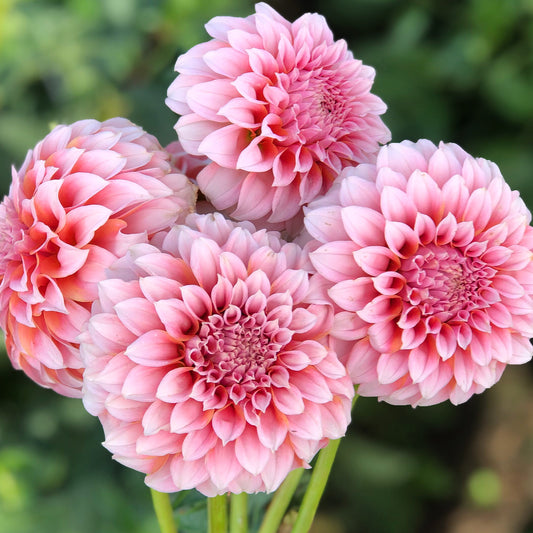 Dahlias - Decorative Varieties