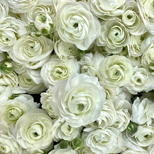 Ranunculus Gigi White