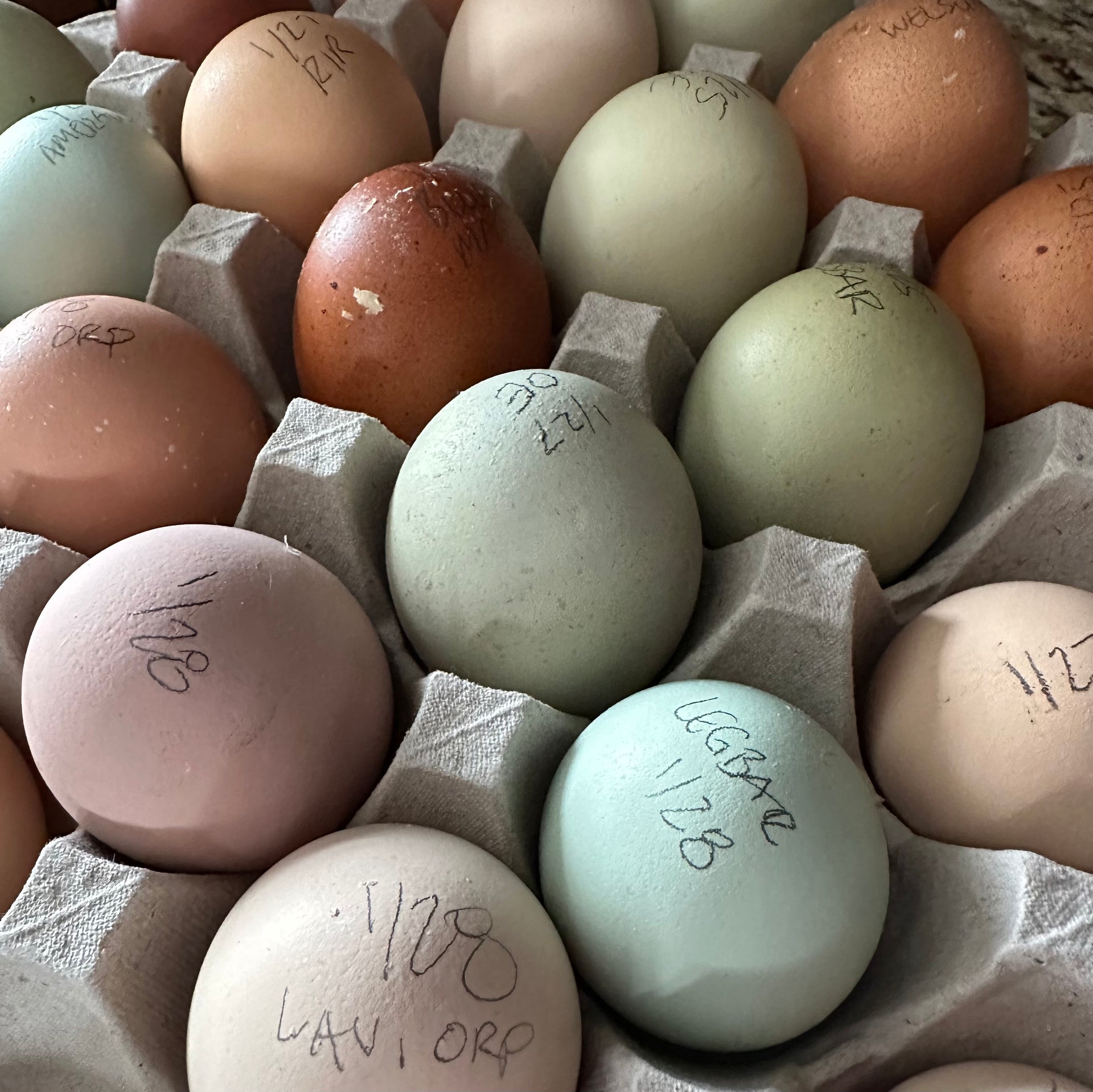 Hatching Egg Info – Sarah's Cut Flowers