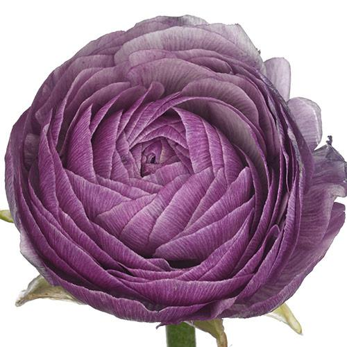 Ranunculus Purple Jean