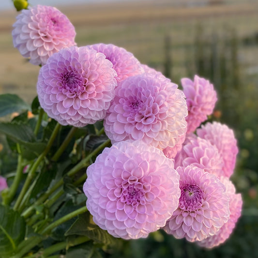 Dahlias - Ball Varieties