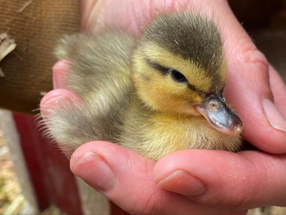 Day Old Ducklings