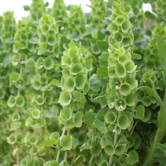 Bells of Ireland