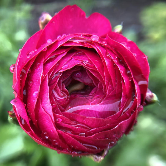 Ranunculus Bonbon